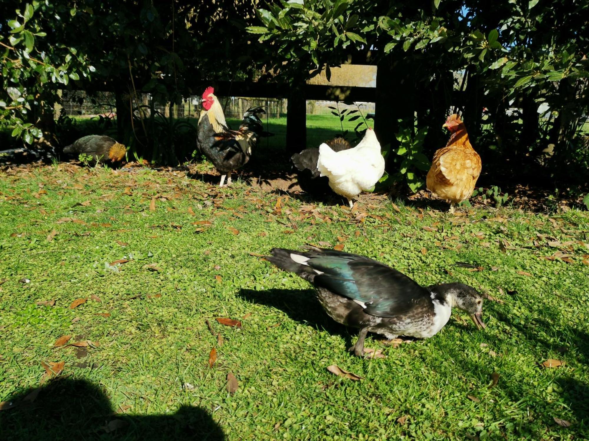 Farm Stay On Te Awa Cycleway Tamahere Exteriér fotografie